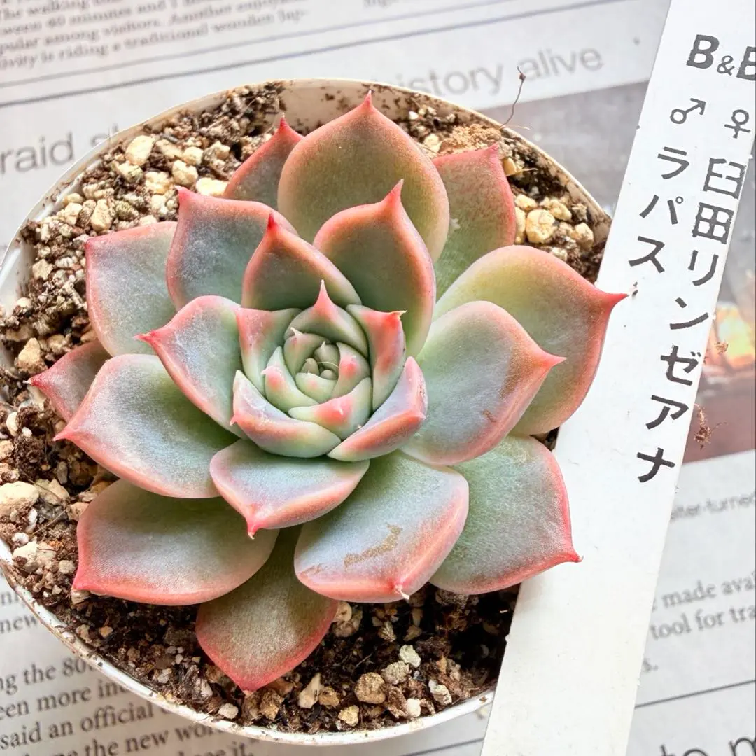 2026年最新】臼田リンゼアナの人気アイテム - メルカリ