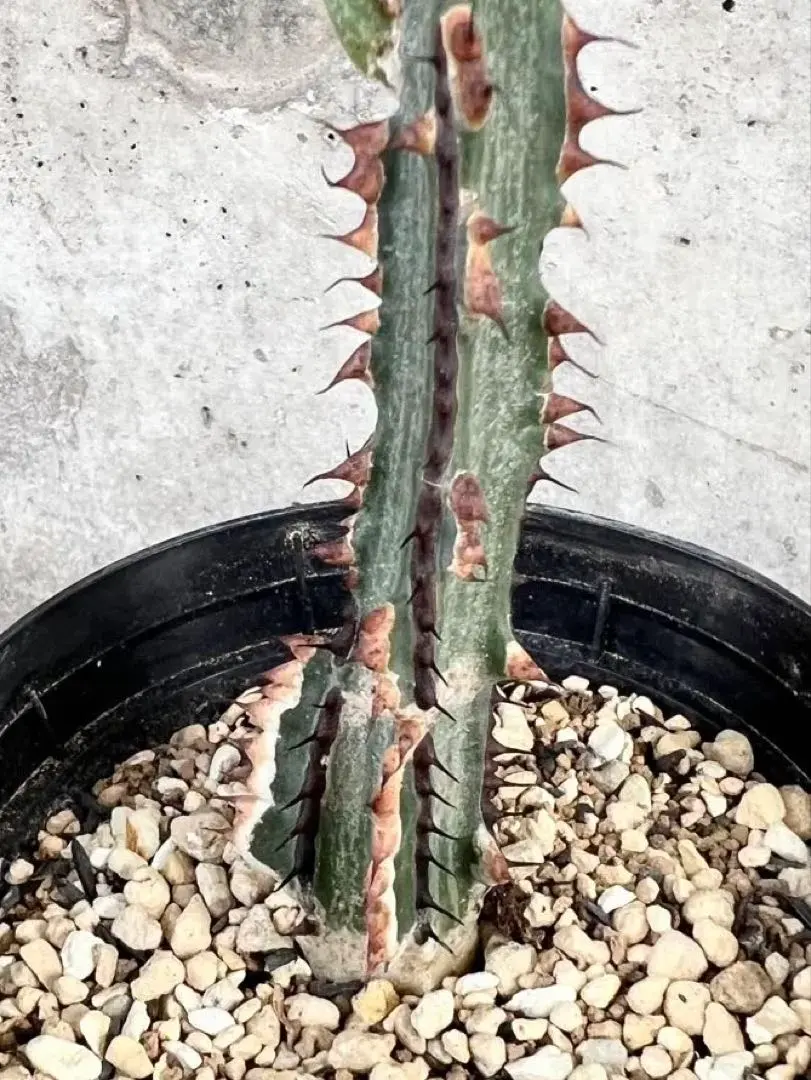 2026年最新】アデニア アクレアータの人気アイテム - メルカリ