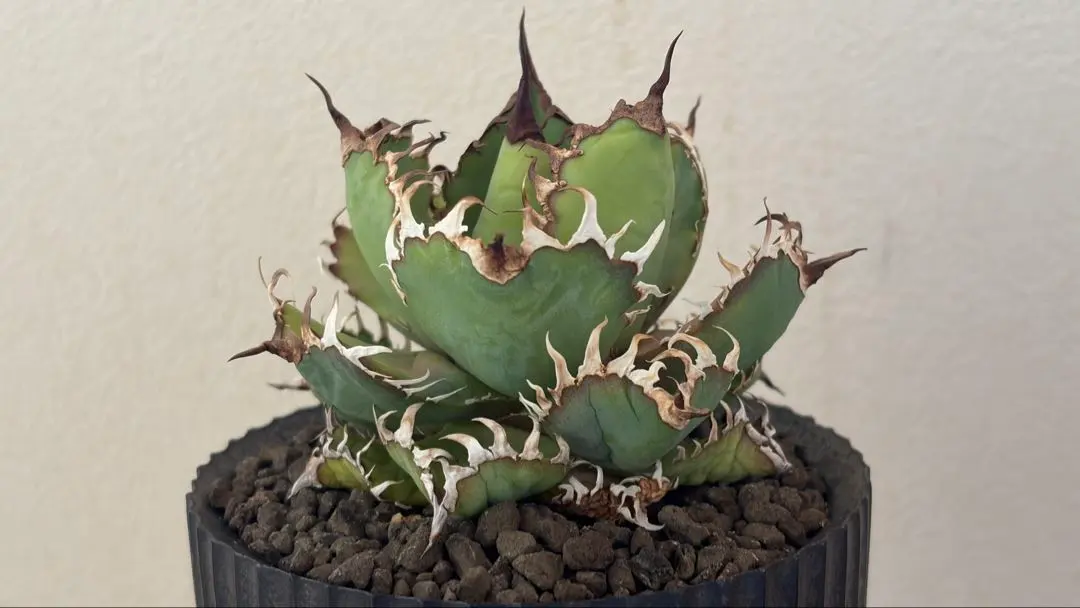 2026年最新】valiem deep voidの人気アイテム - メルカリ