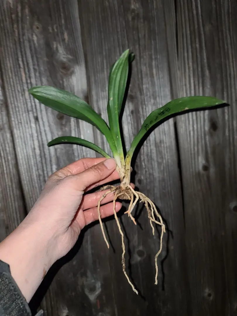 2026年最新】千代田の松の人気アイテム - メルカリ