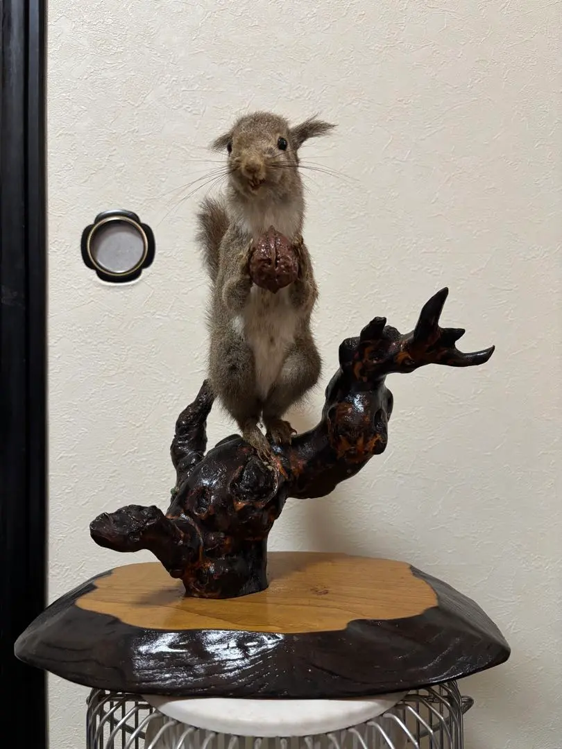 2026年最新】リス 剥製の人気アイテム - メルカリ