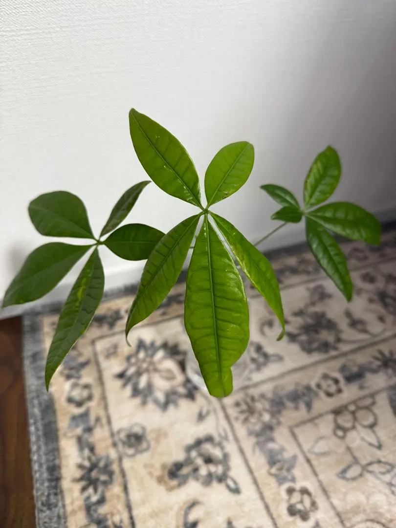 2026年最新】パキラ ムーンライトの人気アイテム - メルカリ