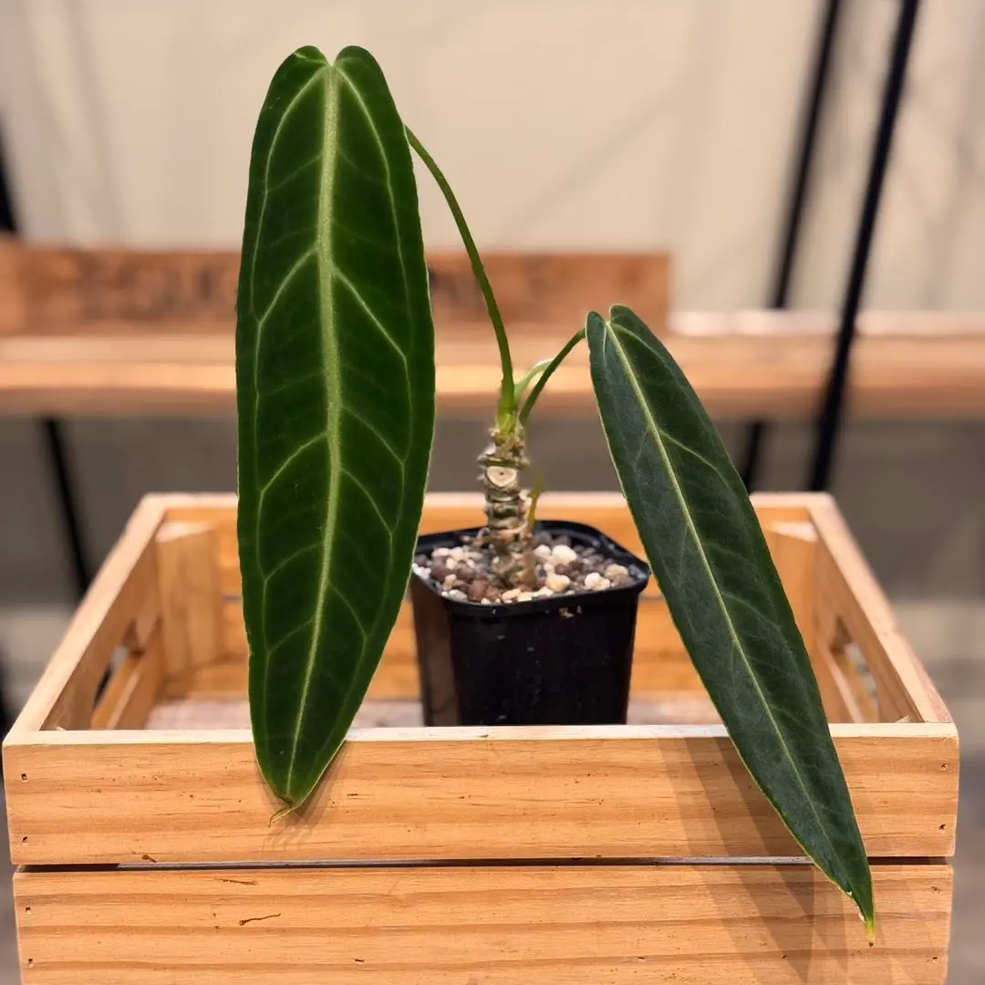 2026年最新】アンスリウムワロクアーナムの人気アイテム - メルカリ