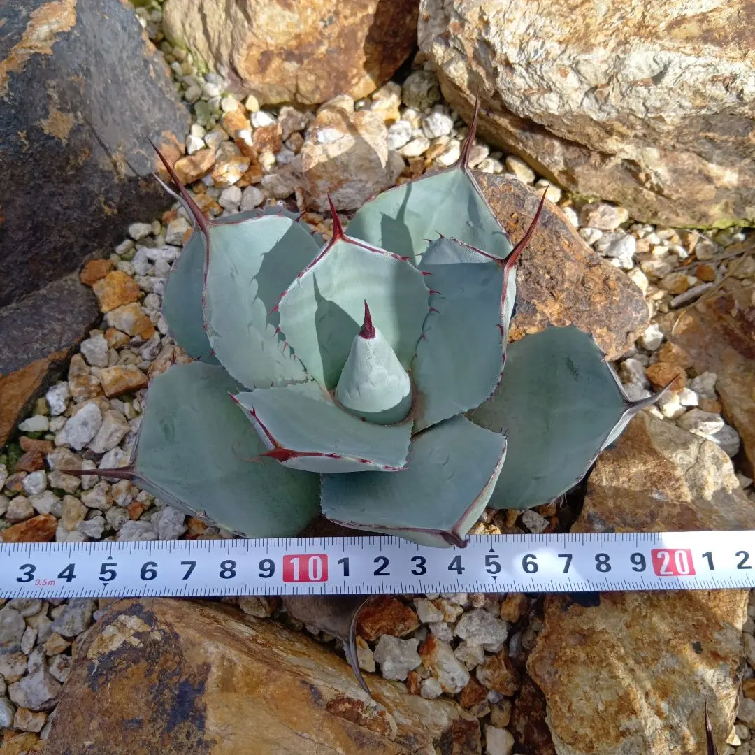 2026年最新】アガベ パリー ハンティントンの人気アイテム - メルカリ