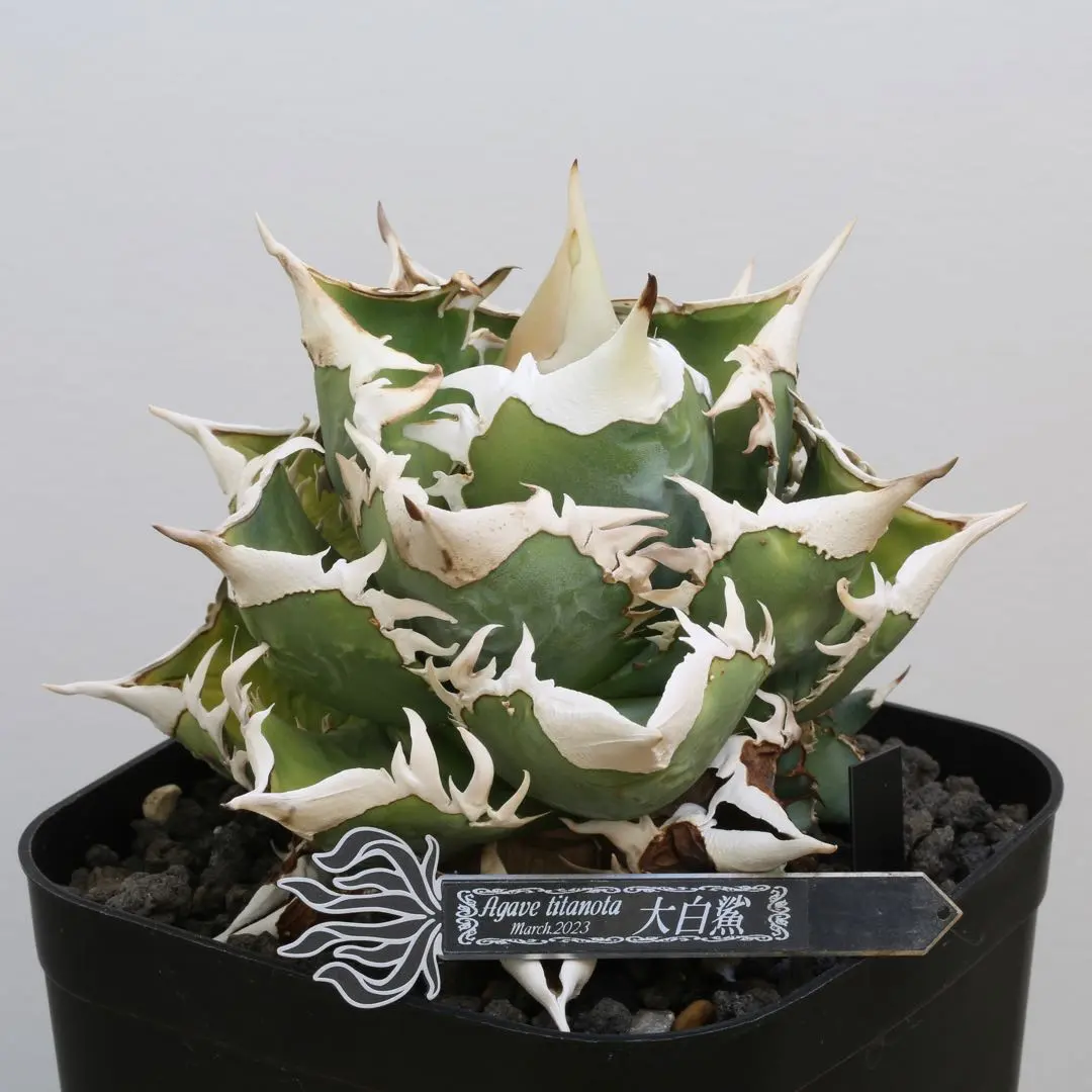 2026年最新】大白鯊 アガベ lizeの人気アイテム - メルカリ