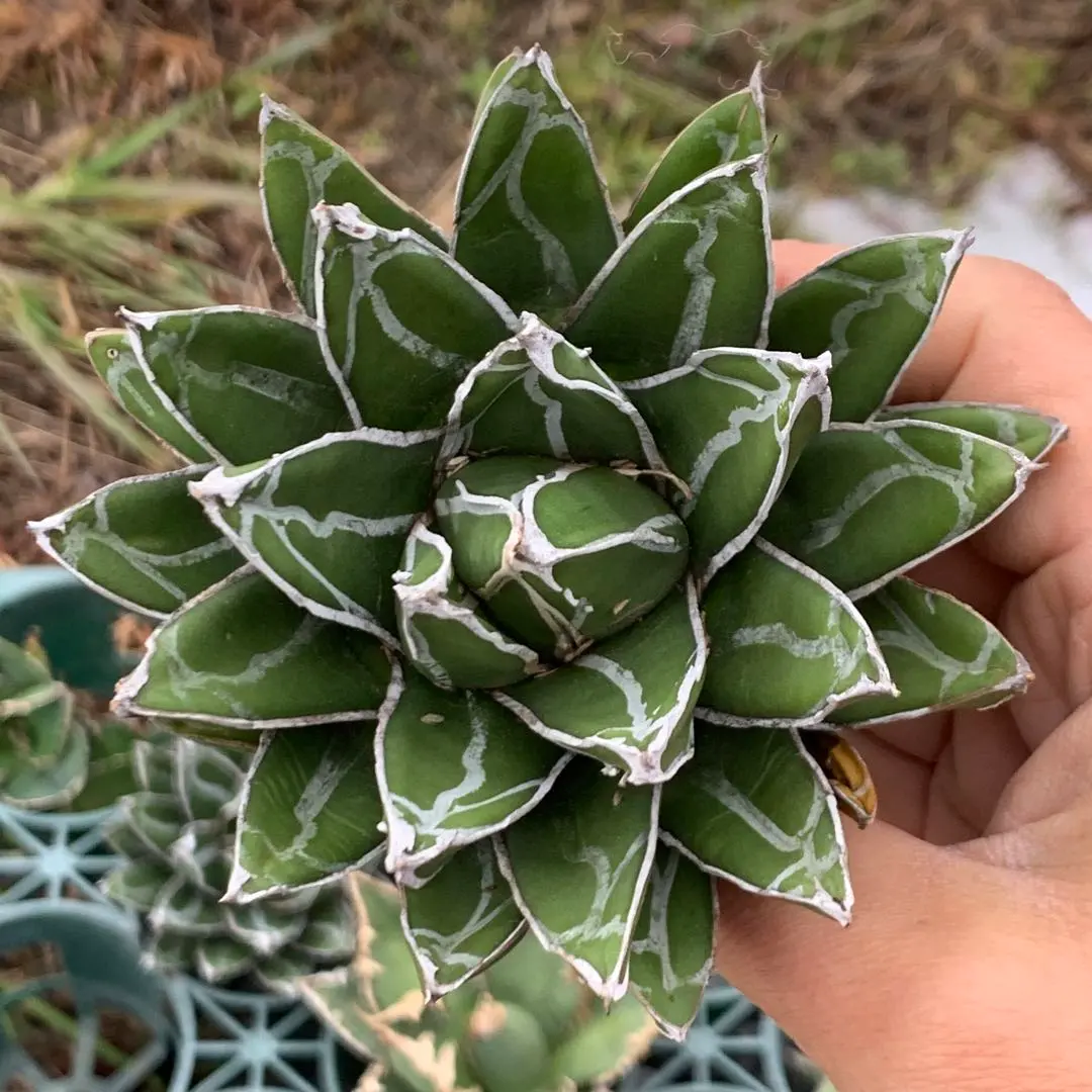 2026年最新】笹の雪 ダルマの人気アイテム - メルカリ