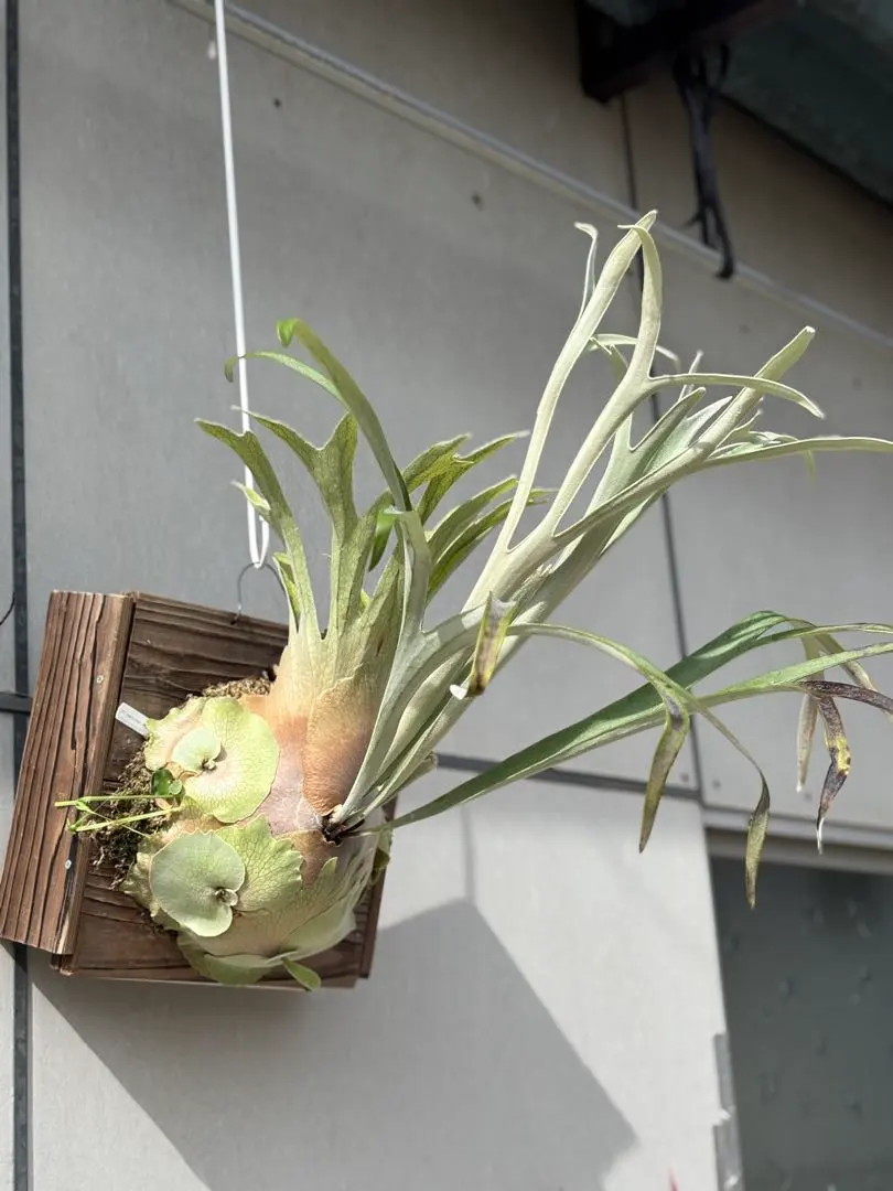 2026年最新】veitchii wild australiaの人気アイテム - メルカリ