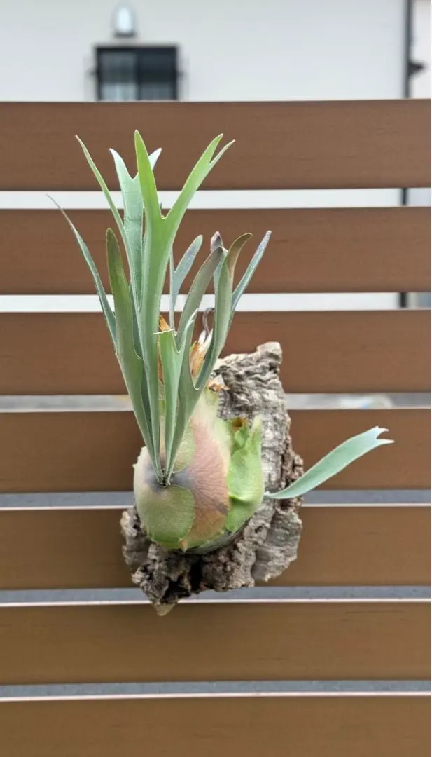 2026年最新】レモイネイの人気アイテム - メルカリ