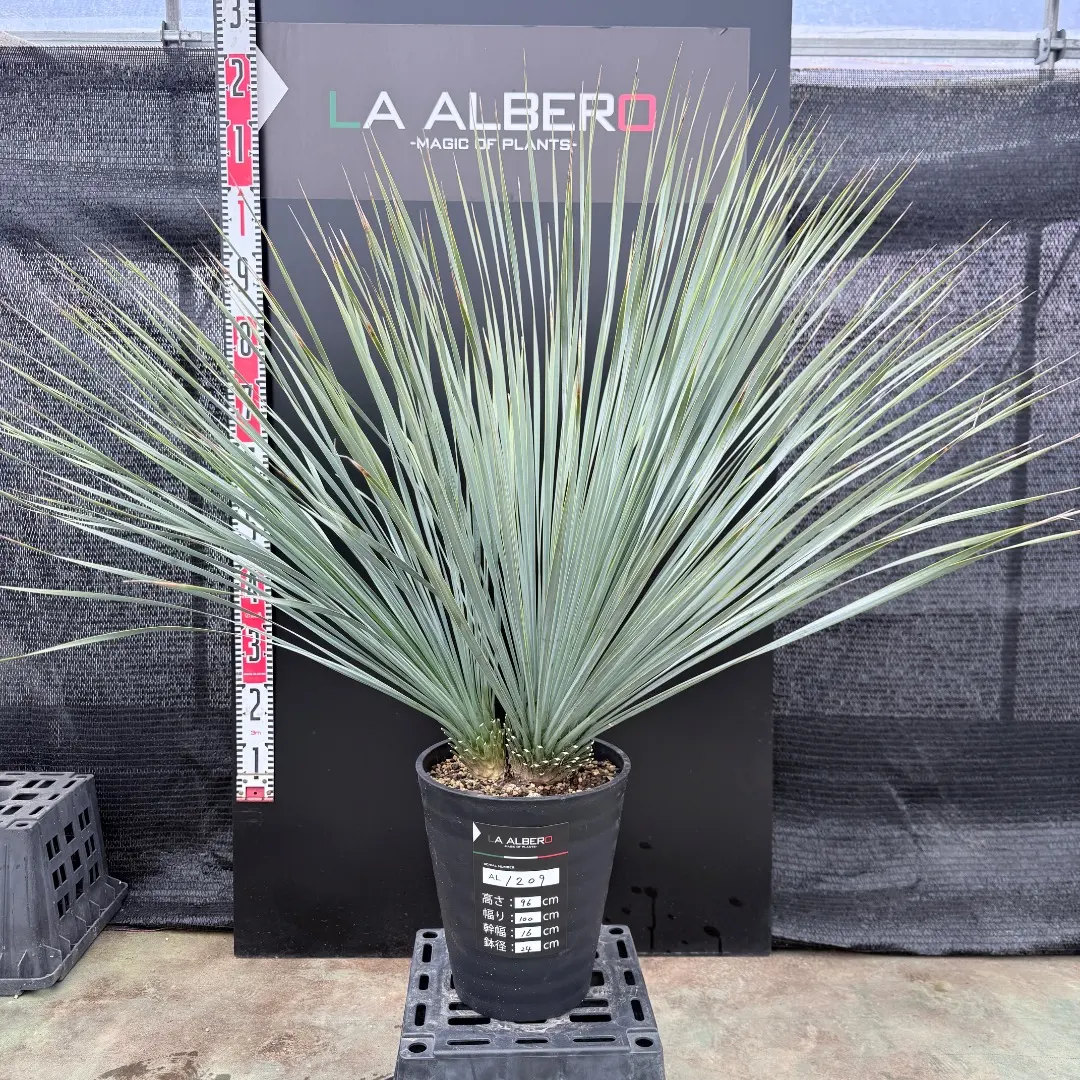 2026年最新】ロストラータ ヘッドの人気アイテム - メルカリ