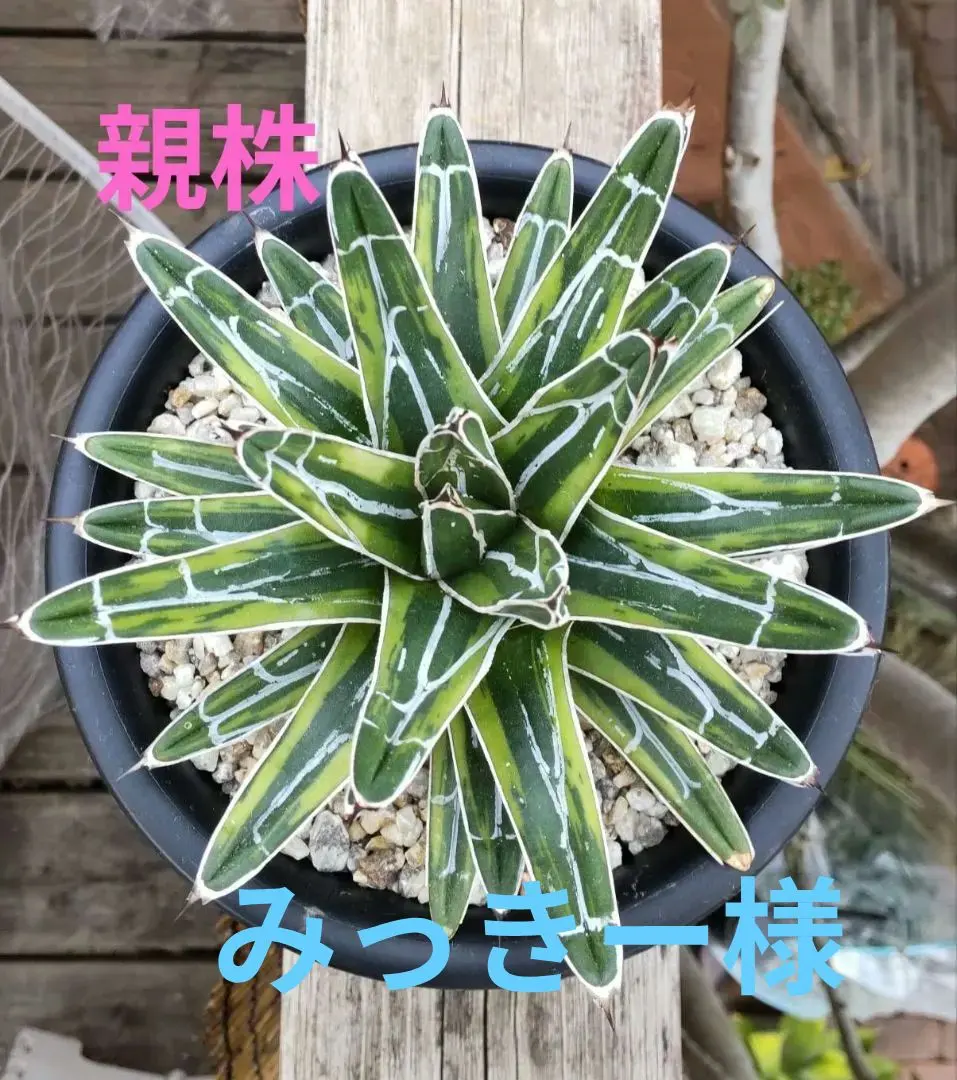 2026年最新】アガベ笹の雪虎斑の人気アイテム - メルカリ