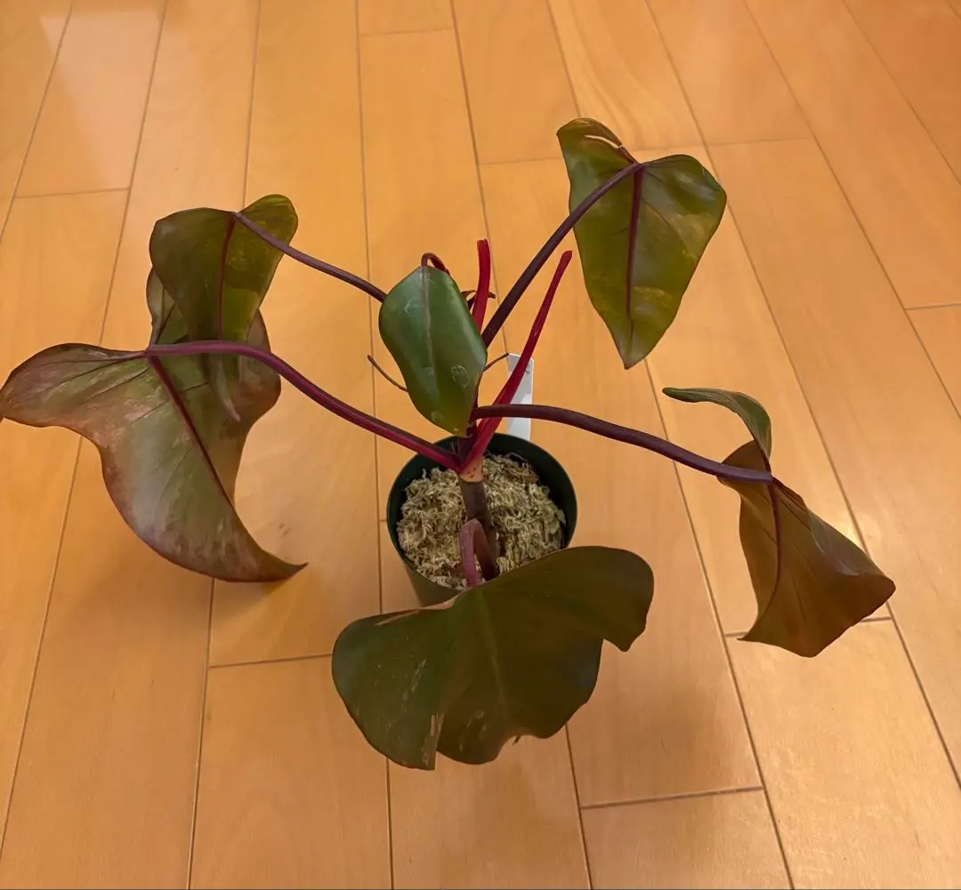 2026年最新】フィロデンドロン ストロベリーシェイクの人気アイテム