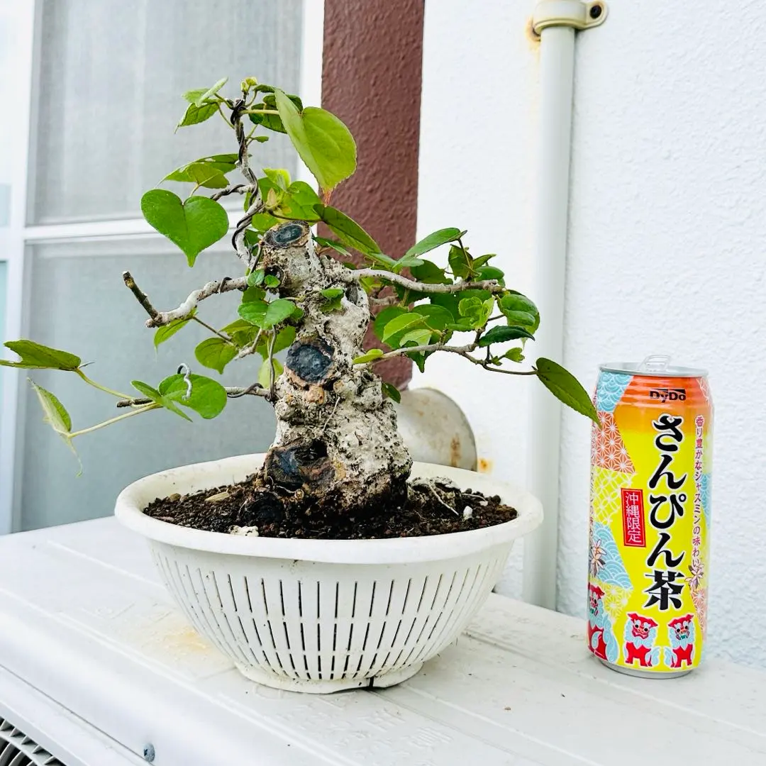 2026年最新】オオハマボウの人気アイテム - メルカリ