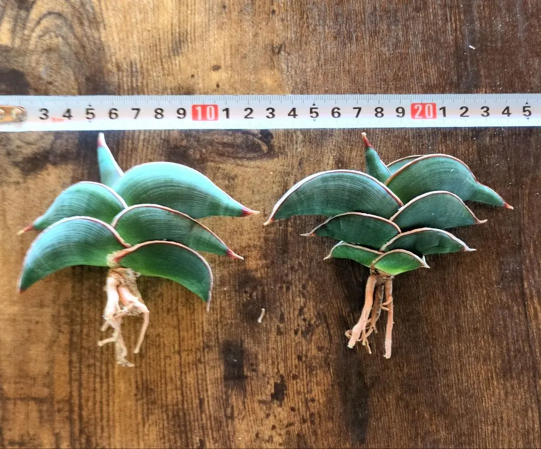 2026年最新】サンスベリア ロリダ 斑入りの人気アイテム - メルカリ