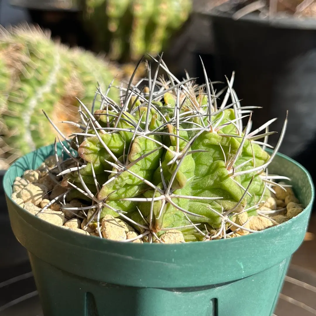 2026年最新】Eriosyceの人気アイテム - メルカリ