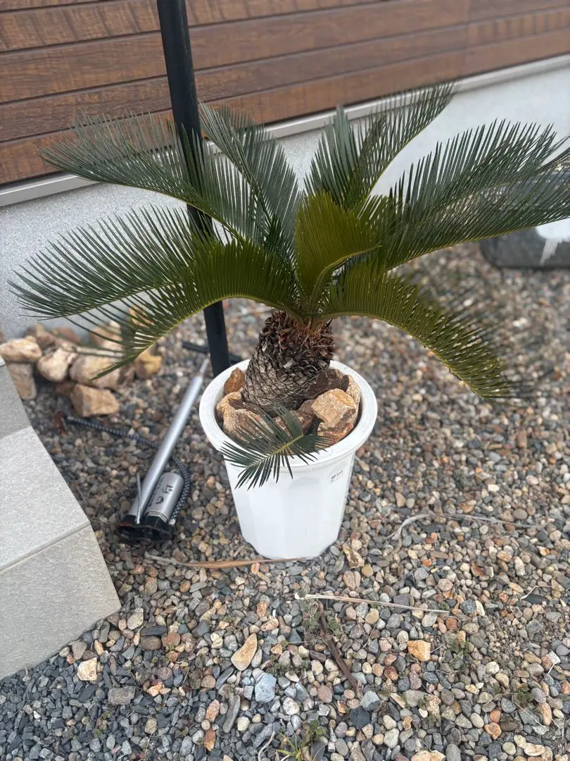 2026年最新】ソテツ 引き取りの人気アイテム - メルカリ