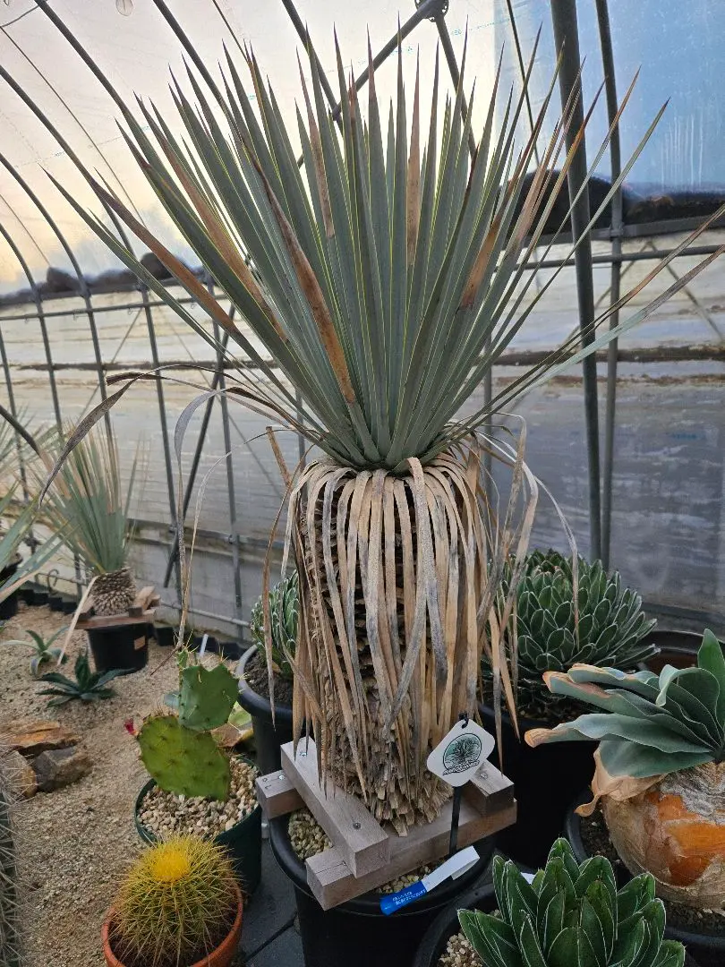 2026年最新】ユッカ マルデヌベスの人気アイテム - メルカリ