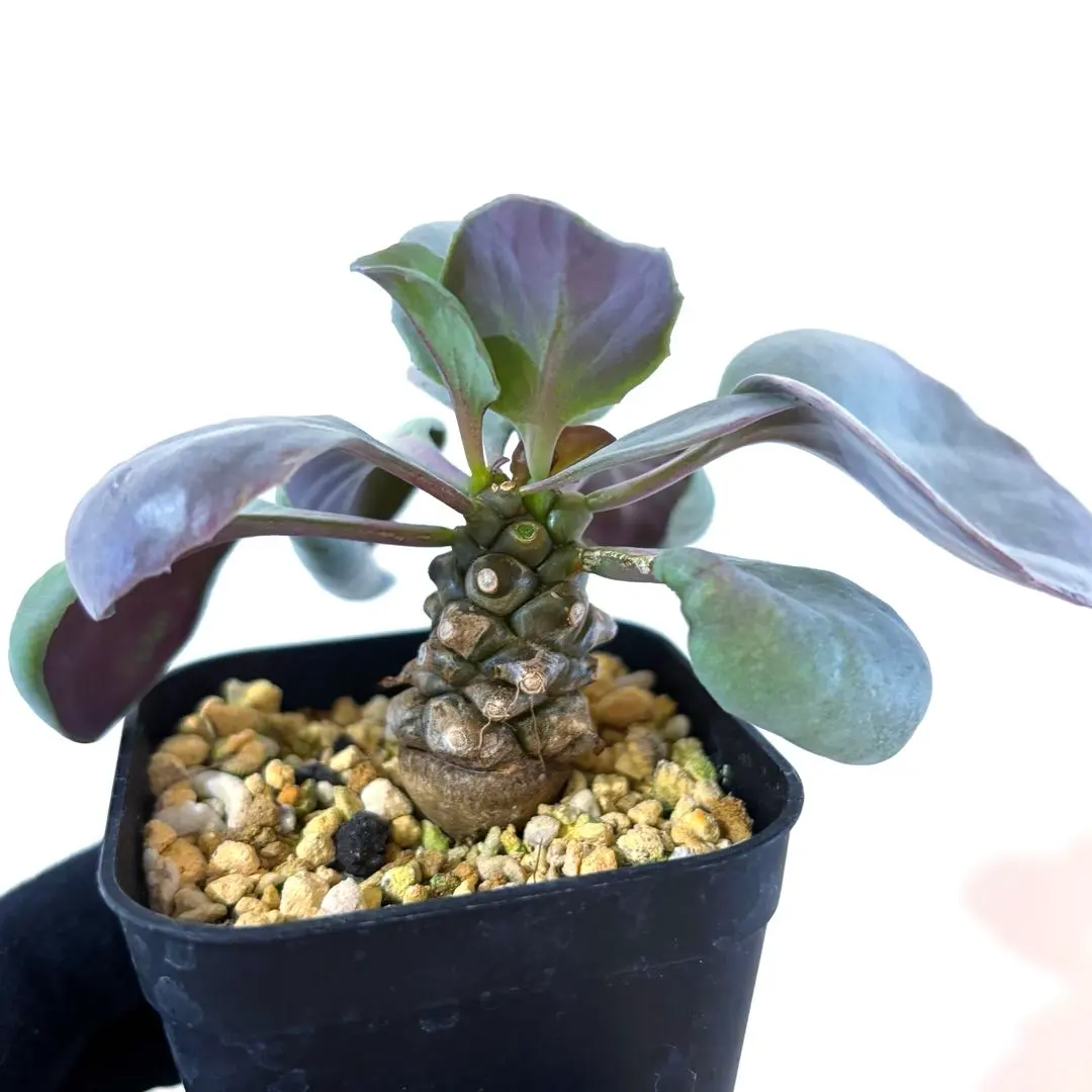 2026年最新】オトンナ アルミアナの人気アイテム - メルカリ