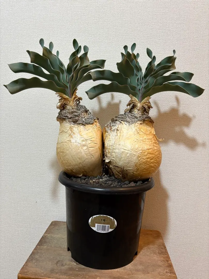 2026年最新】ブーファン ハエマンソイデス 実生の人気アイテム - メルカリ