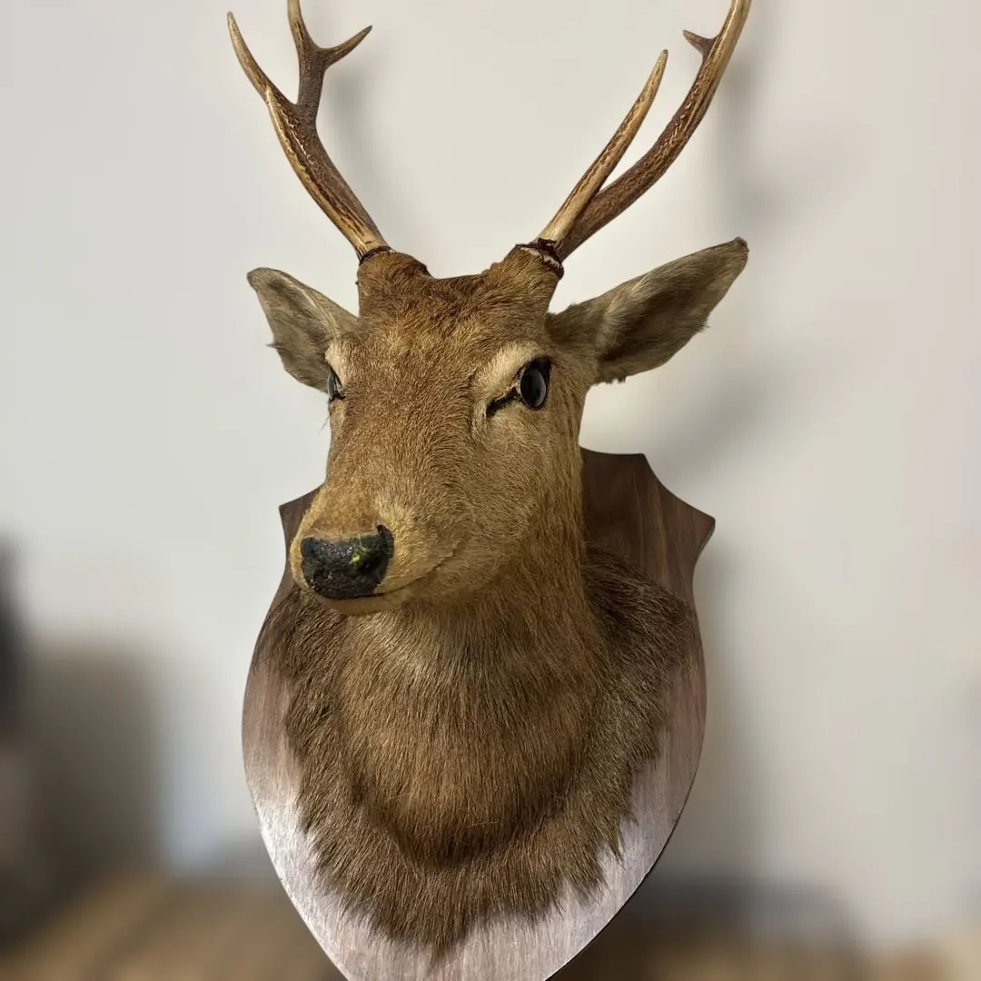 2026年最新】鹿剥製 壁掛けの人気アイテム - メルカリ