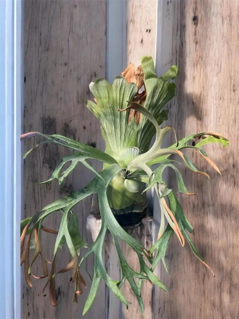 2026年最新】ウィリンキー ボゴールの人気アイテム - メルカリ