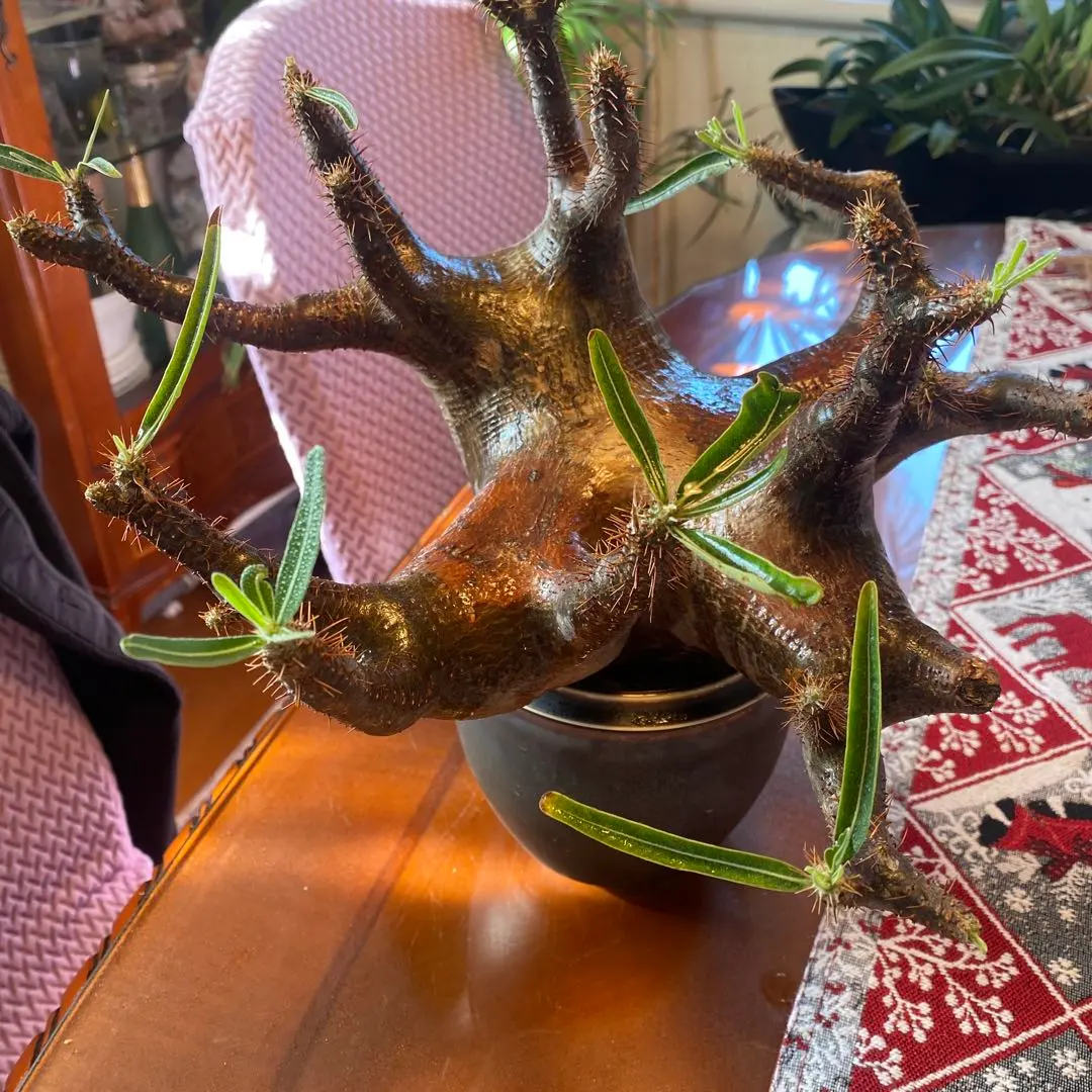 2026年最新】グラキリス 多頭の人気アイテム - メルカリ