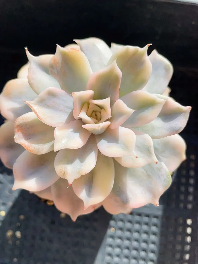 2026年最新】リラシナ錦の人気アイテム - メルカリ