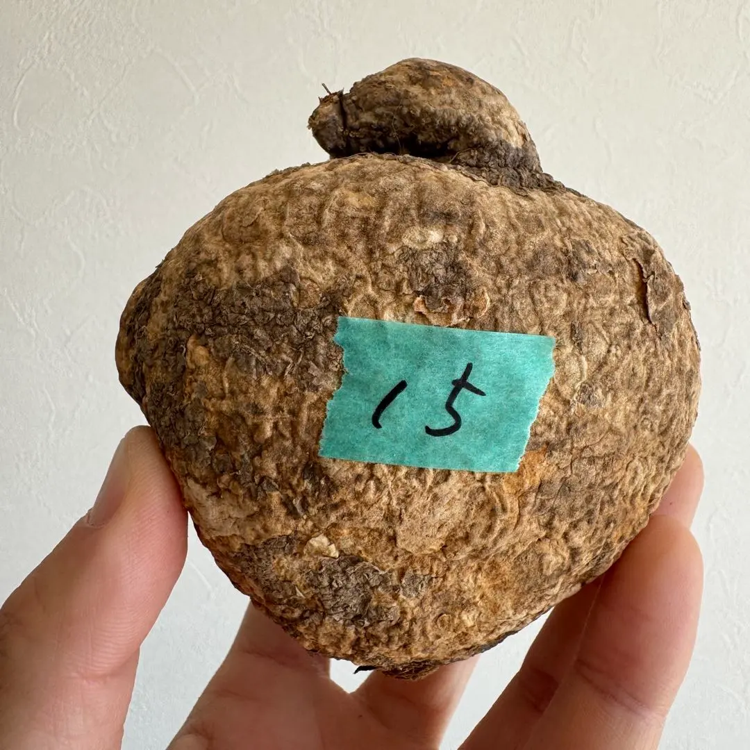 2026年最新】アデニア オバタの人気アイテム - メルカリ