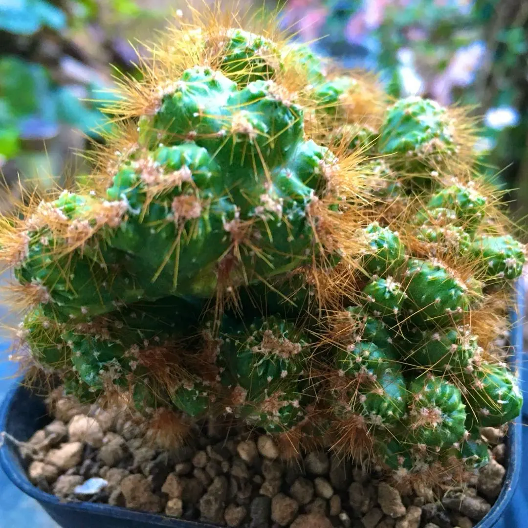 2026年最新】岩石獅子の人気アイテム - メルカリ