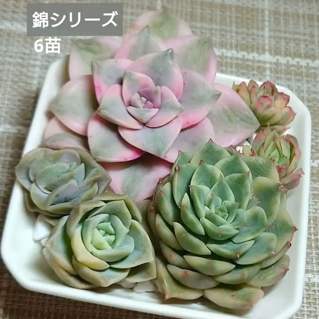 2026年最新】ギルバのバラ多肉の人気アイテム - メルカリ