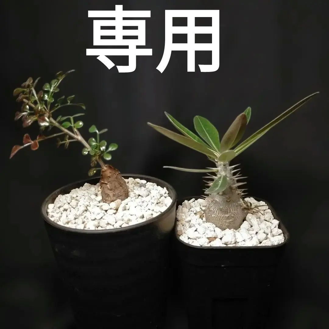 2026年最新】ホロンベンセ 現地球の人気アイテム - メルカリ