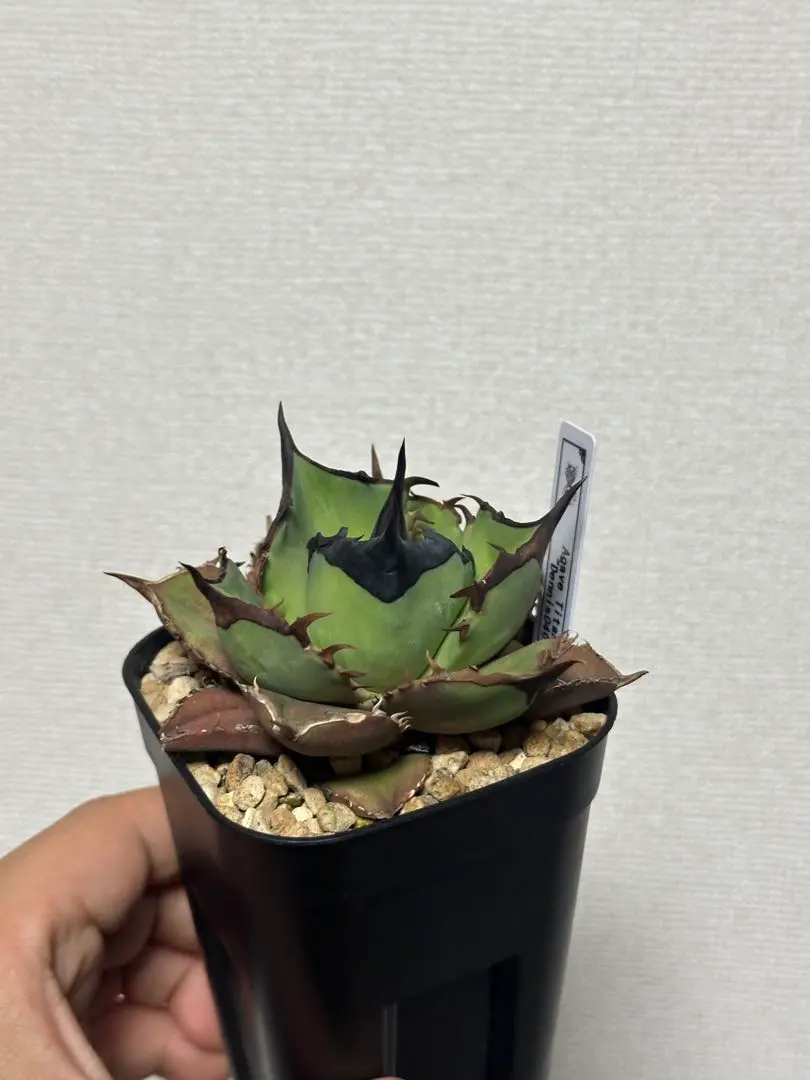 2026年最新】agave dennisの人気アイテム - メルカリ