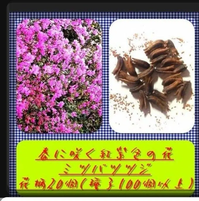 2026年最新】ミツバツツジの人気アイテム - メルカリ