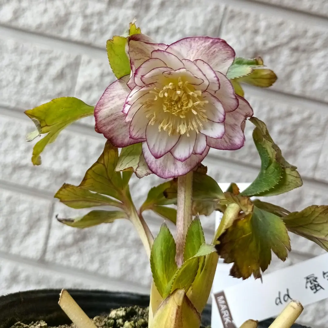 2026年最新】蜃気楼 クリスマスローズの人気アイテム - メルカリ