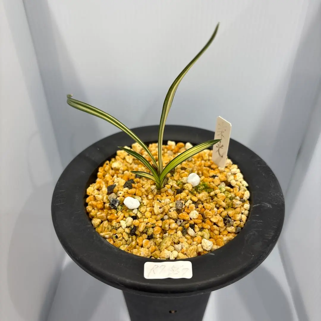 2026年最新】韓国 春蘭の人気アイテム - メルカリ