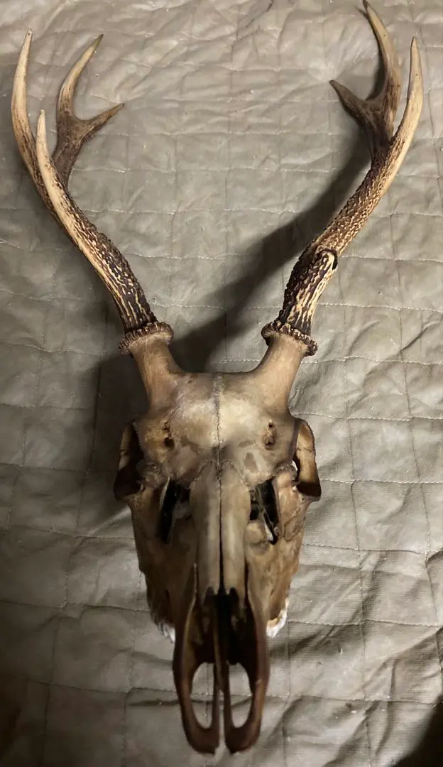 2026年最新】鹿の頭骨の人気アイテム - メルカリ