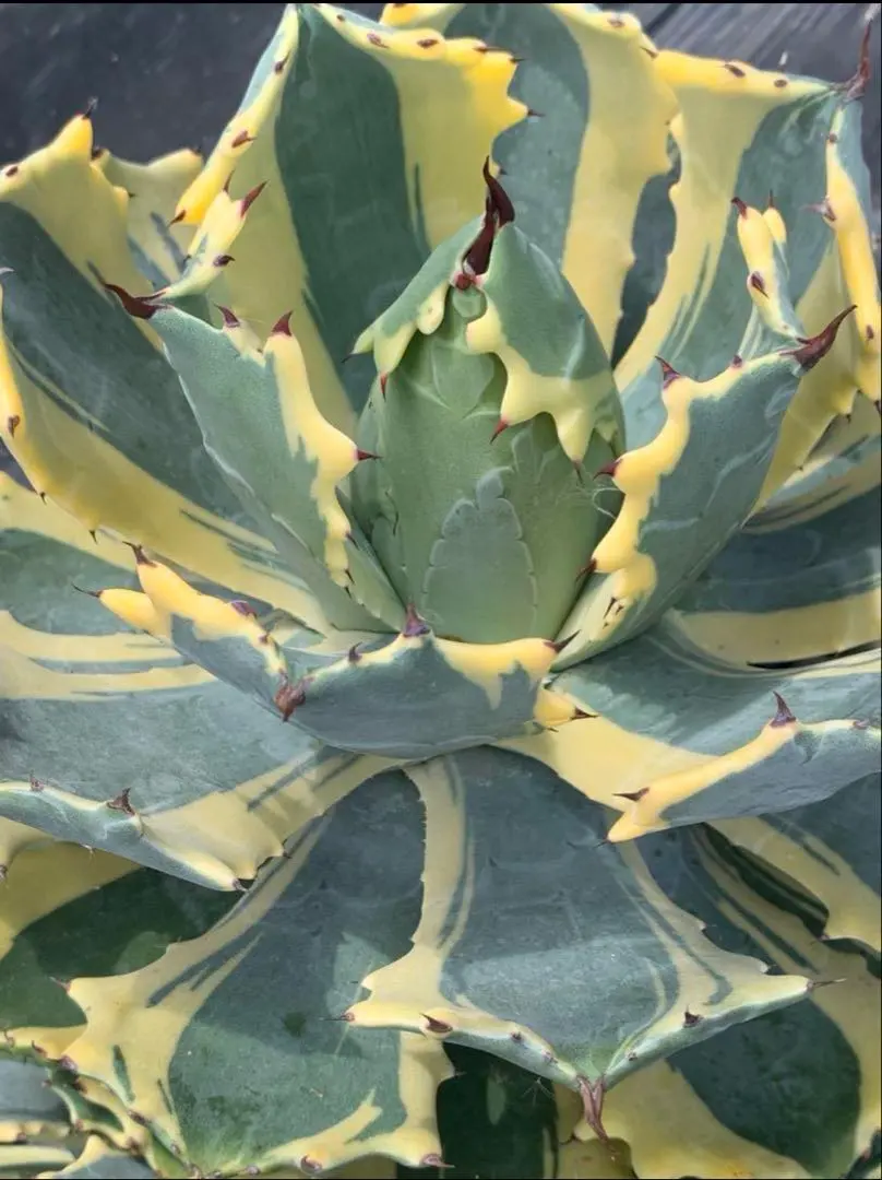 2026年最新】アトミックゴールド アガベの人気アイテム - メルカリ