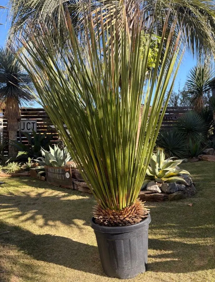 2026年最新】ダシリリオン ミキワネンシスの人気アイテム - メルカリ