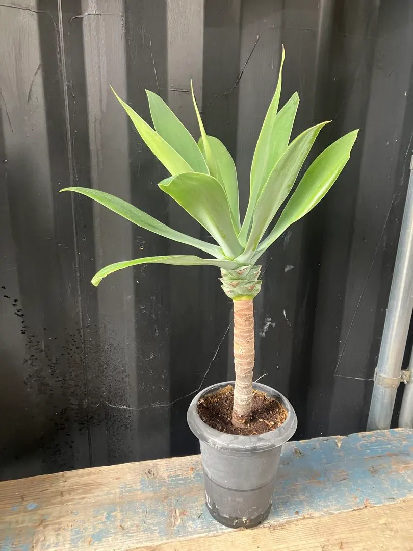 2026年最新】アガベ アテナータ ボーチンブルーの人気アイテム - メルカリ