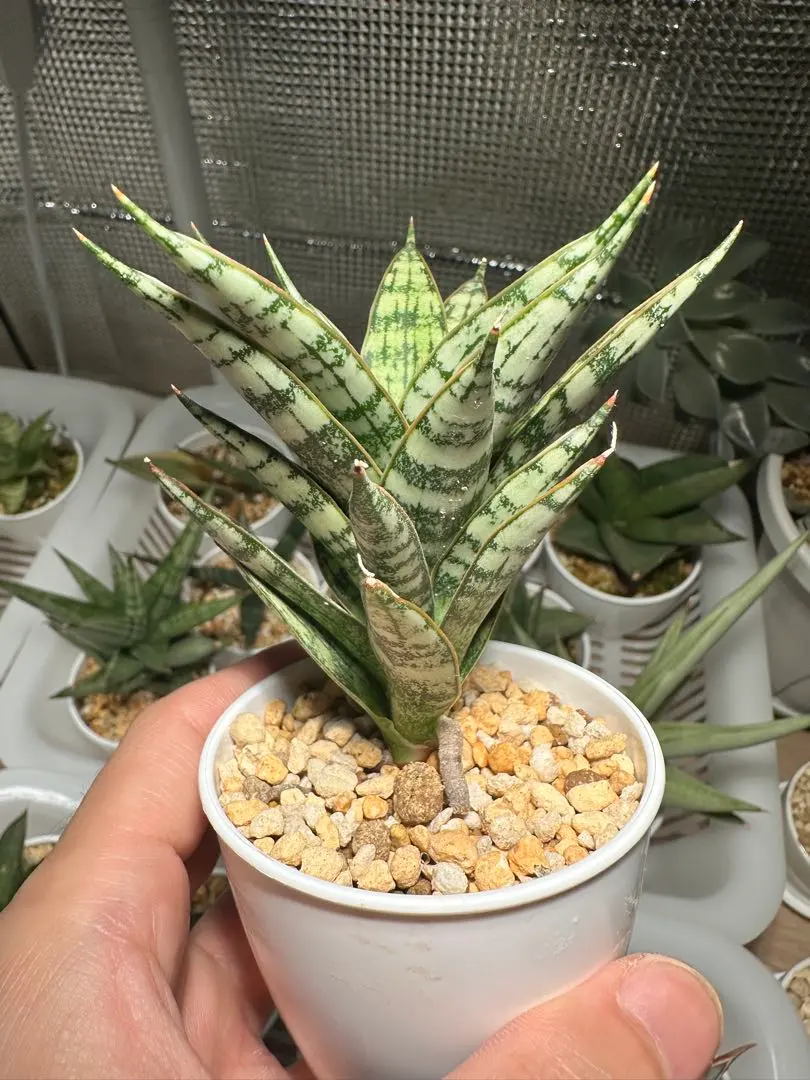 2026年最新】アガベ マルガリータの人気アイテム - メルカリ