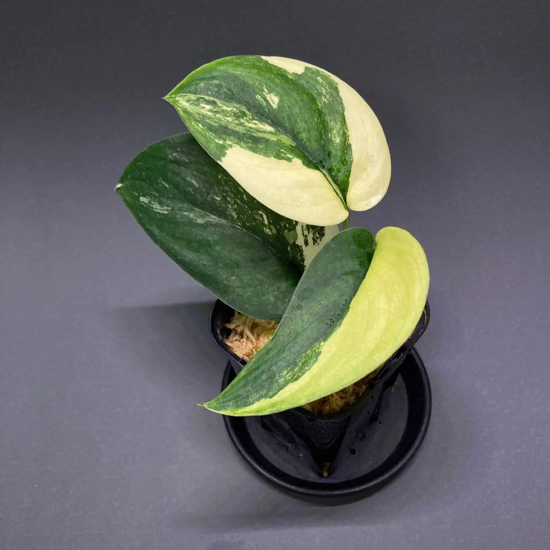 2026年最新】スキンダプサス ジェイドサテン 斑入りの人気アイテム