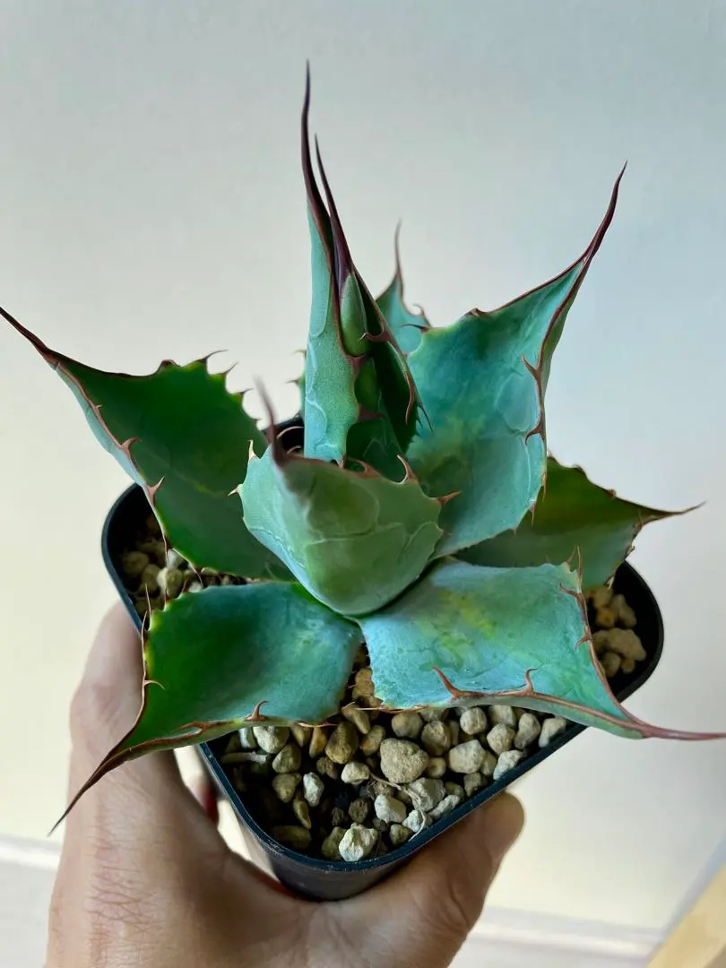 2026年最新】アガベ パラサナ グローブの人気アイテム - メルカリ