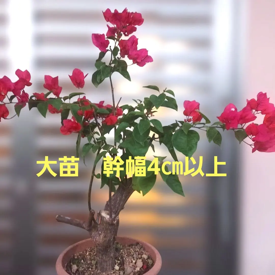 2026年最新】ブーゲンビリア 盆栽の人気アイテム - メルカリ