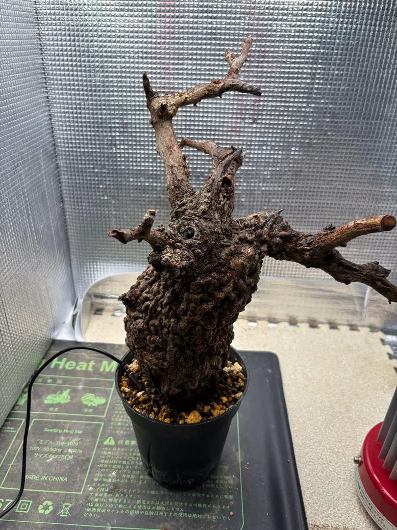 2026年最新】パキプス ベアルートの人気アイテム - メルカリ