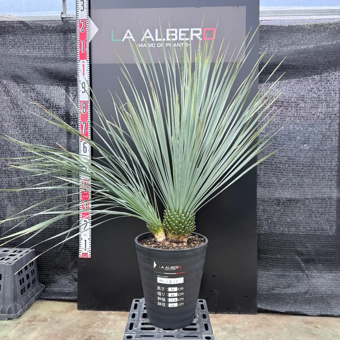 2026年最新】ユッカロストラータ ダブルヘッドの人気アイテム - メルカリ