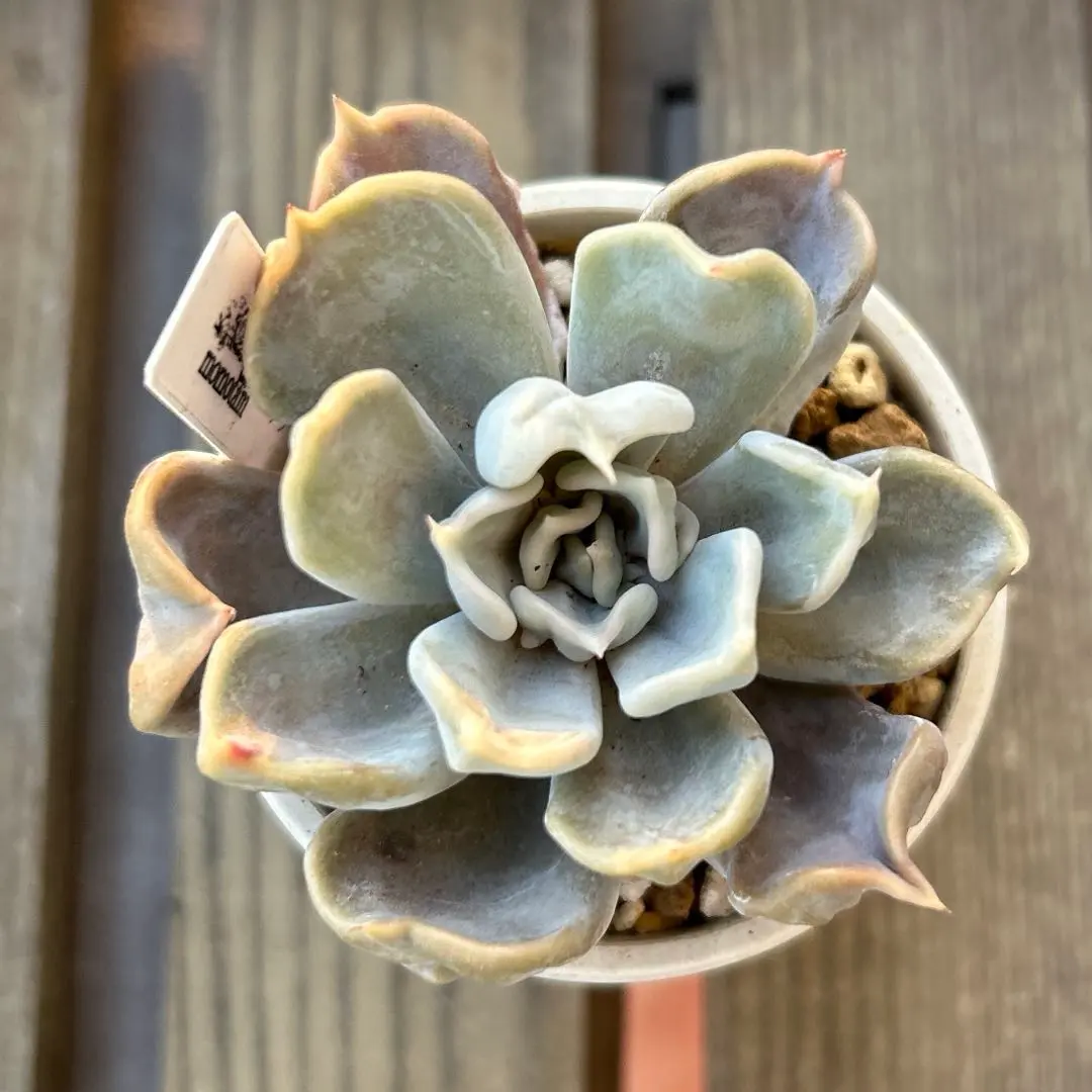 2026年最新】スリラーパール 多肉の人気アイテム - メルカリ