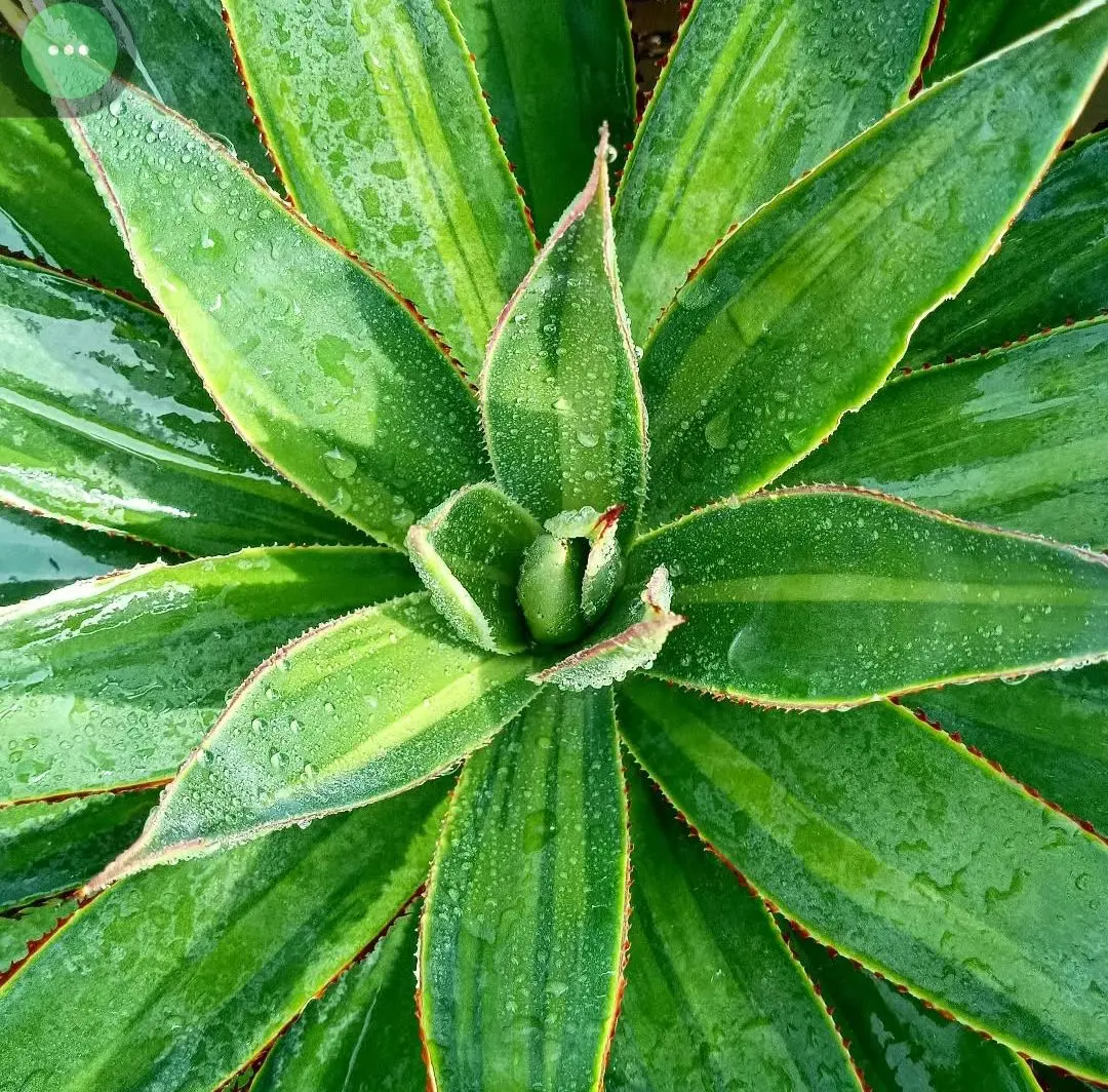 2026年最新】オバティフォリア 中斑の人気アイテム - メルカリ