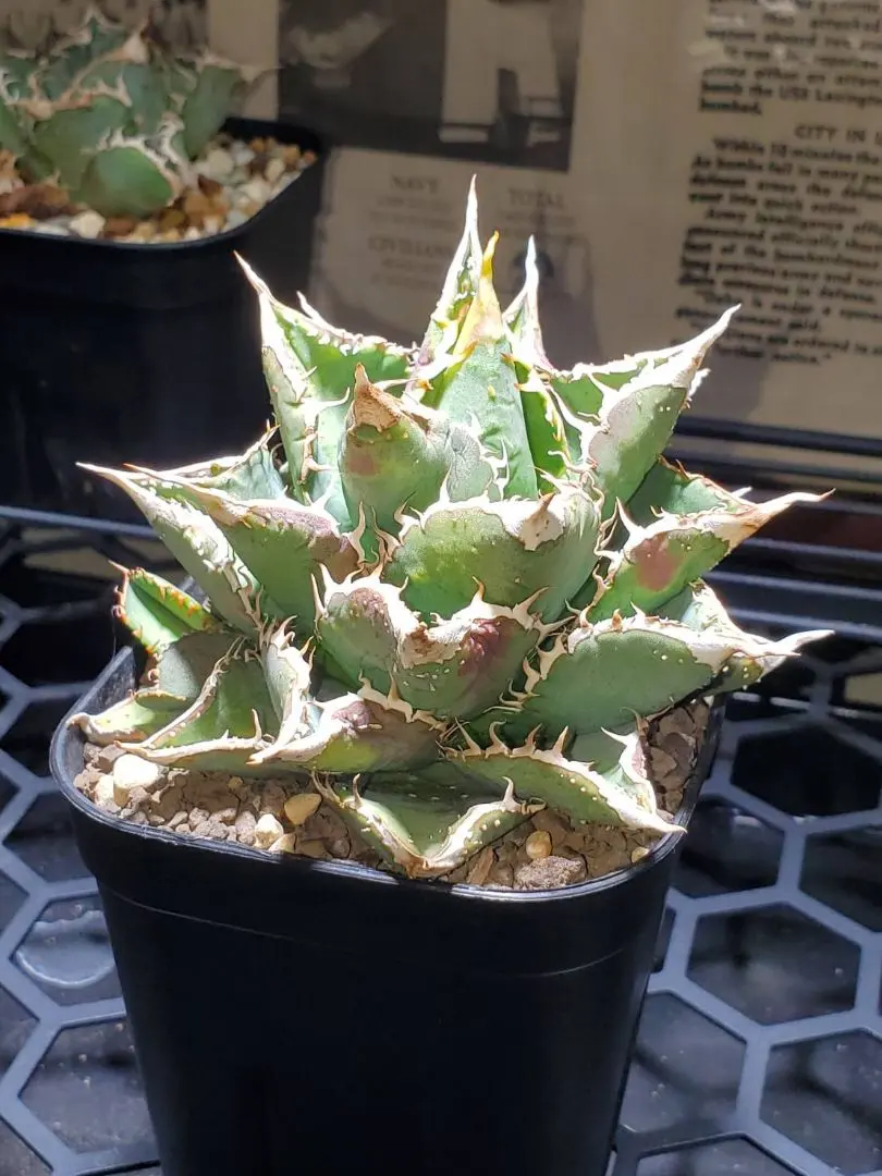 2026年最新】アガベ豆豆龍の人気アイテム - メルカリ