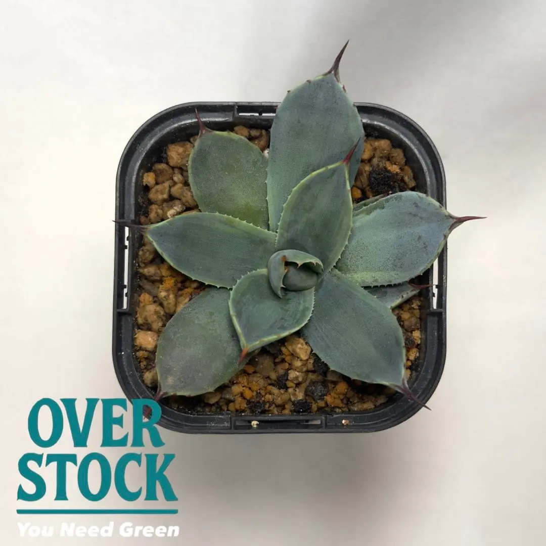 2026年最新】アガベパリーボーダーガードの人気アイテム - メルカリ