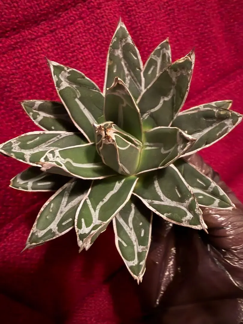 2026年最新】笹の雪 ダルマの人気アイテム - メルカリ