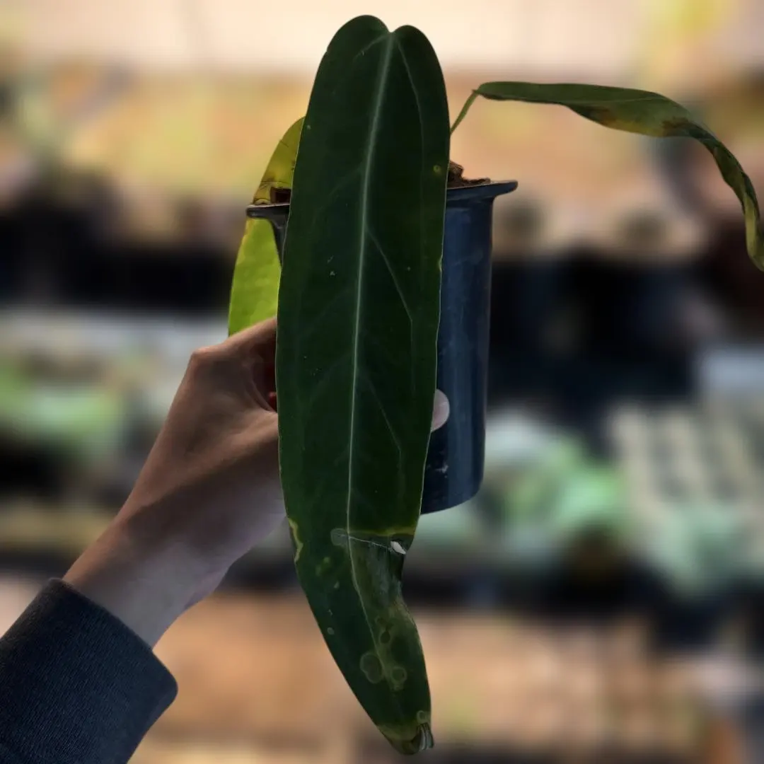 2026年最新】アンスリウムワロクアーナムの人気アイテム - メルカリ